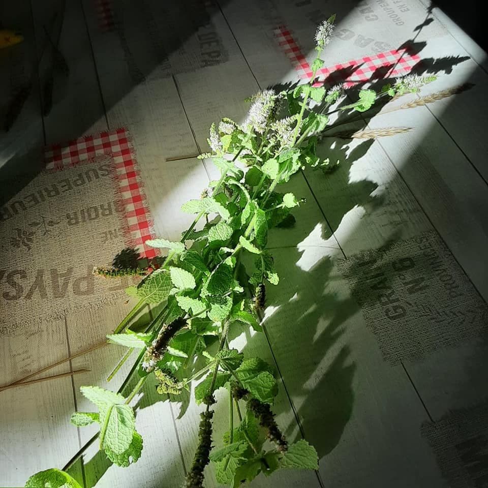 Fresh mint from the garden